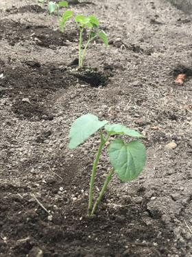 23ed32d36f0c48628faacfa19fd2c83c