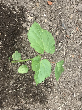 Bc78c4feb13b46149b8c44f6d3103fbf