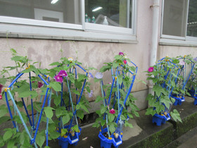 Img_0009 Img_0009