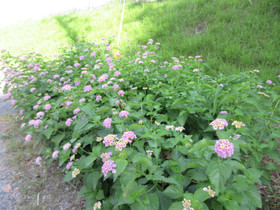 Img_0009 Img_0009