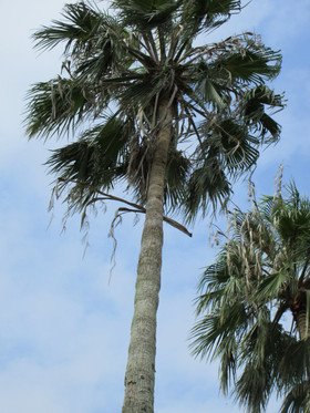 Img_0003 Img_0003